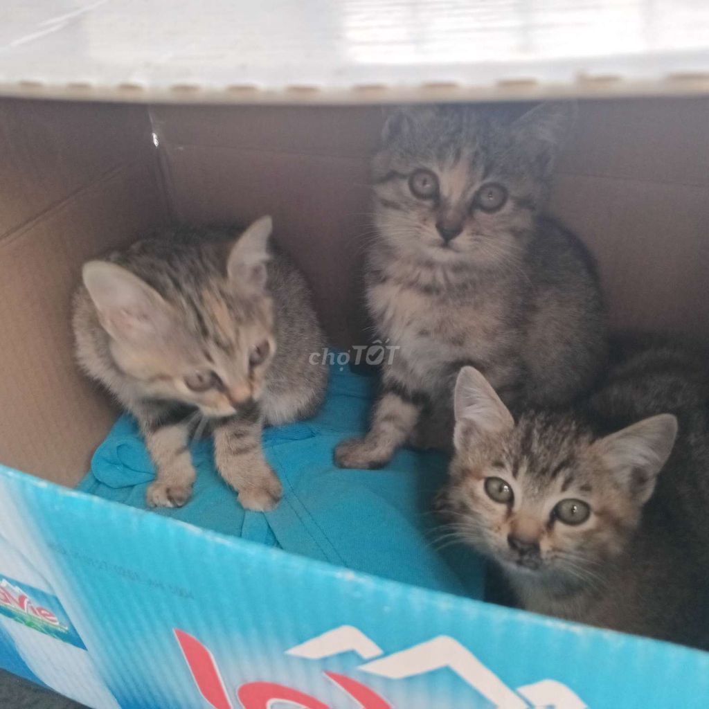 Mèo con Vằn Đực Cái Khỏe mạnh. Mua bán Mèo tại Quận Đống Đa Hà Nội được đăng bởi Hải hình 1