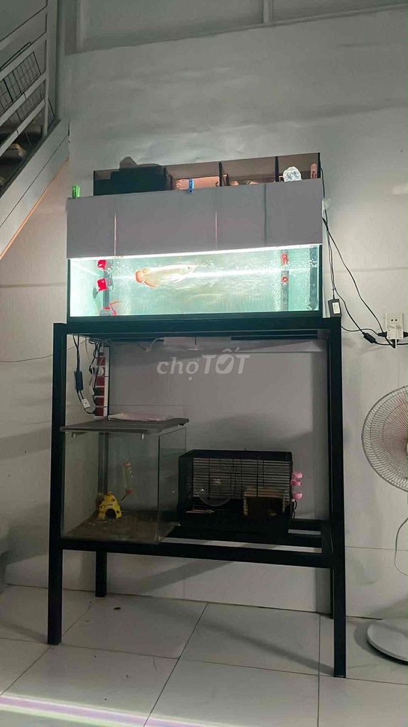 chia sẻ đam mê cá cảnh. Mua bán Thú cưng khác tại Quận Gò Vấp Tp Hồ Chí Minh được đăng bởi Nguyễn Ngọc Minh Khôi hình 1