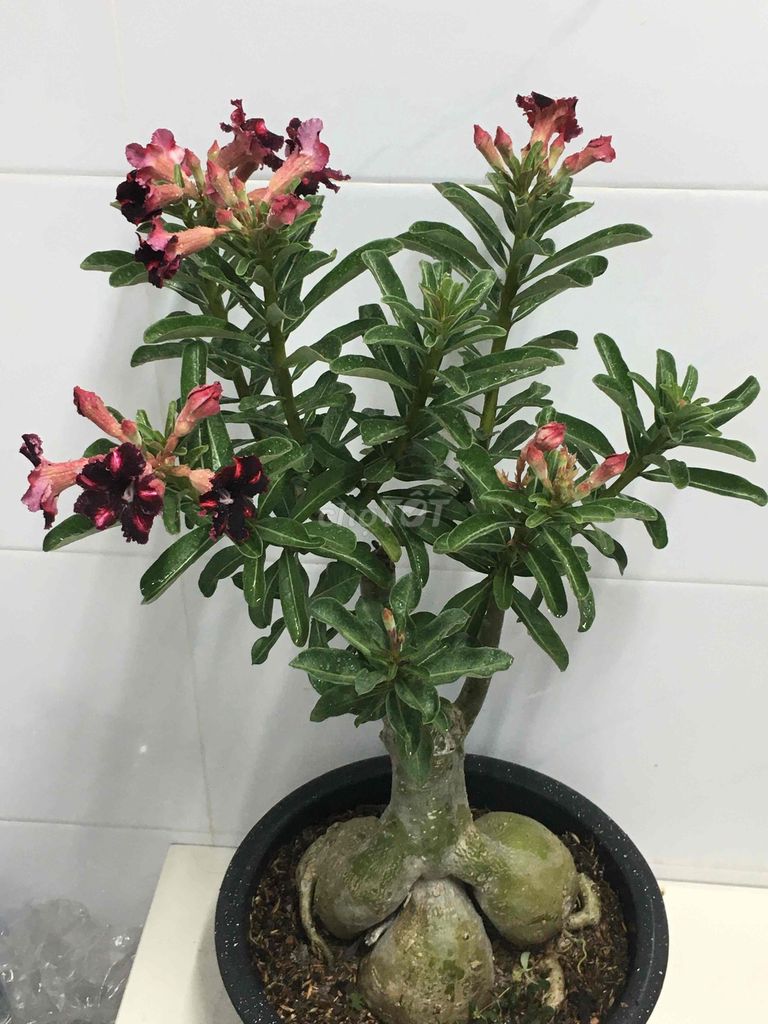 sứ ghép. Mua bán Cây cảnh, đồ trang trí tại Quận 7 Tp Hồ Chí Minh được đăng bởi Nga Trần hình 1