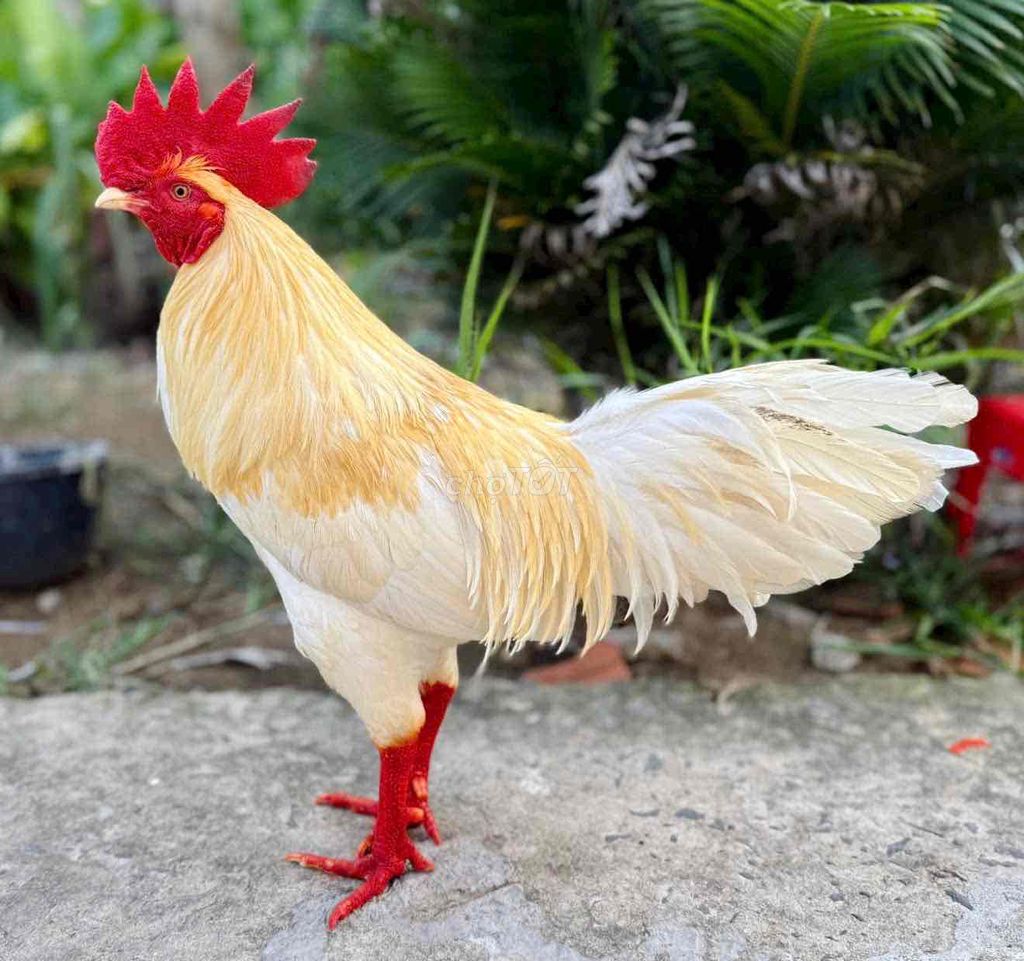 Gà Trống Trắng Vàng Đỏ. Mua bán Gà tại Thành phố Vĩnh Long Vĩnh Long được đăng bởi nguyễn hoàng ngọc hình 1