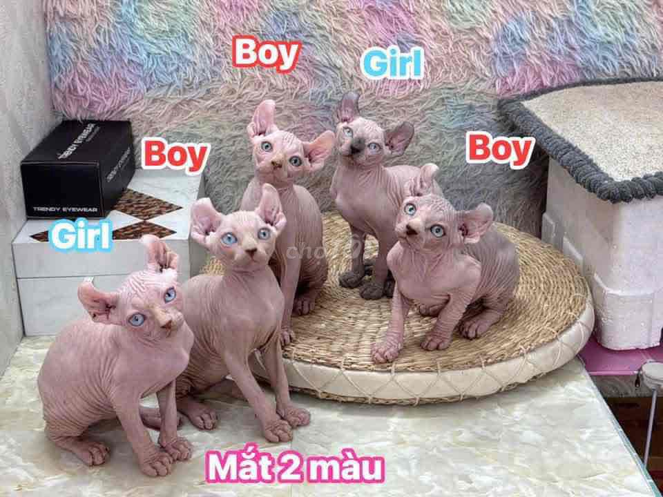 Mèo Sphynx đực cái không lông. Mua bán Mèo tại Thành phố Thủ Đức Tp Hồ Chí Minh được đăng bởi minh chiến hình 1