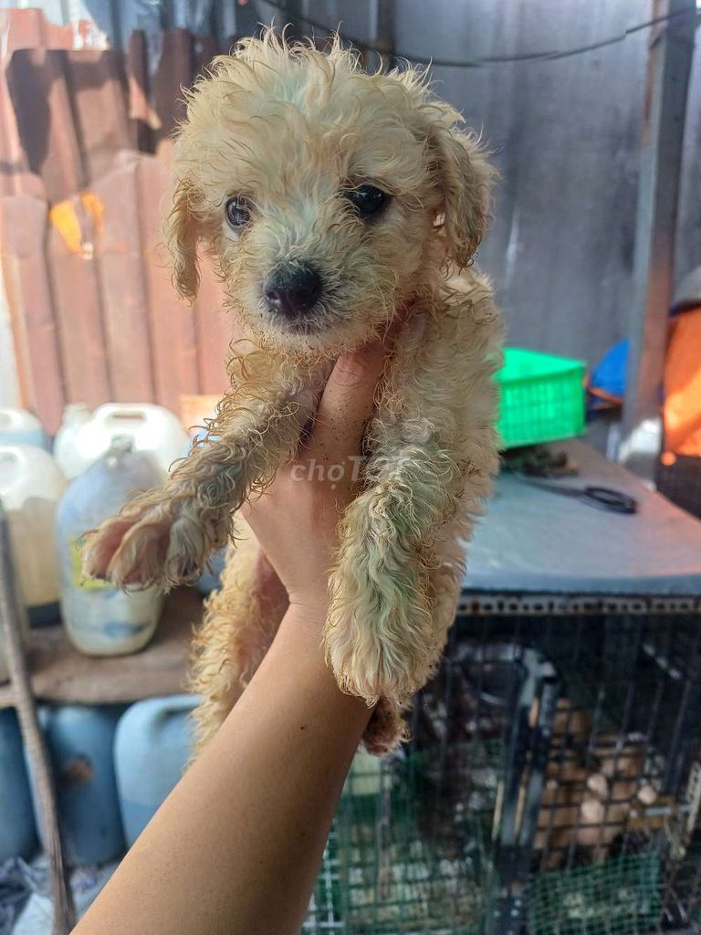 Chó Poodle Cái Vàng kem Hơn 1 tháng đã chích. Mua bán Chó tại Thị xã Bến Cát Bình Dương được đăng bởi Tuyết Bông hình 1