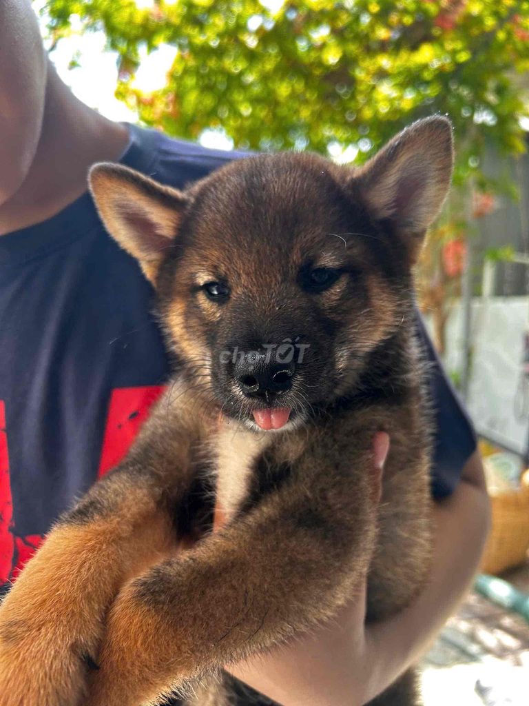 Chó Shiba Inu Sesame 2 tháng đã tiêm. Mua bán Chó tại Quận Bình Thạnh Tp Hồ Chí Minh được đăng bởi Tên chưa cung cấp hình 1