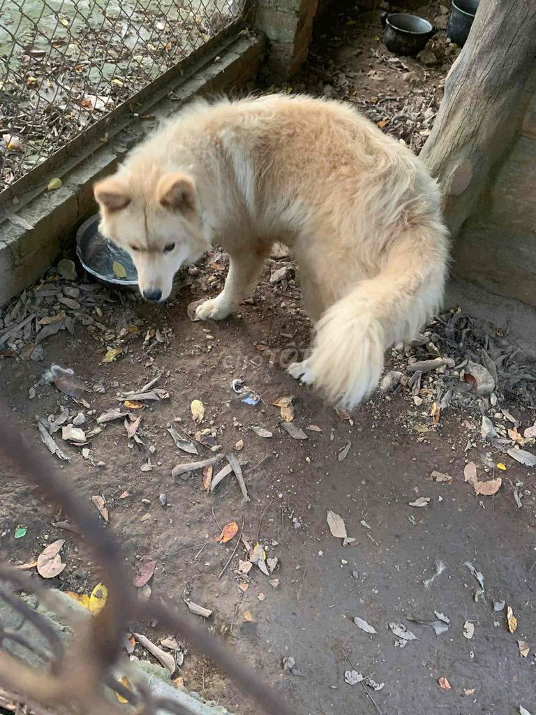 Không có điều kiện chăm bán cún Samoyed. Mua bán Chó tại Huyện Sóc Sơn Hà Nội được đăng bởi Nguyễn Văn Đức hình 1