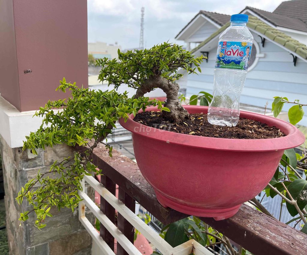 Mai chiếu thủy dáng huyền mini. Mua bán Cây cảnh, đồ trang trí tại Quận Ninh Kiều Cần Thơ được đăng bởi Thịnh Đồ Hoạ hình 1