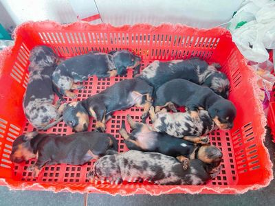 Chó Lạp Xưởng Đẹp giá mềm cần gả gấp nhà nuôi. Mua bán Chó tại Quận 12 Tp Hồ Chí Minh được đăng bởi Nguyễn Giàu