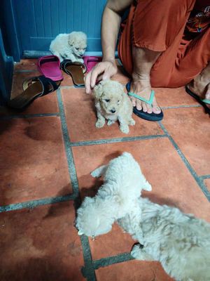 Chó Poodle teacup. Mua bán Chó tại Thị xã Bến Cát Bình Dương được đăng bởi Tài