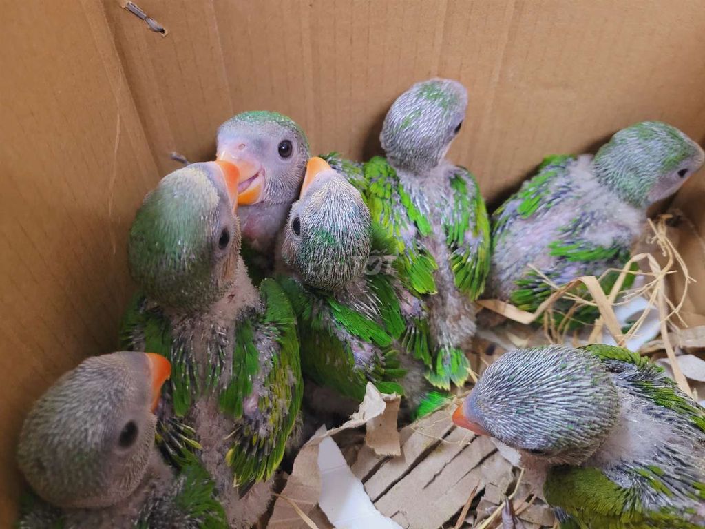 Vẹt nonxanh lá. Mua bán Chim tại Quận Bình Thạnh Tp Hồ Chí Minh được đăng bởi Shop chim cảnh hình 1