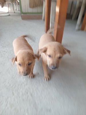 Chó con Nâu trắng