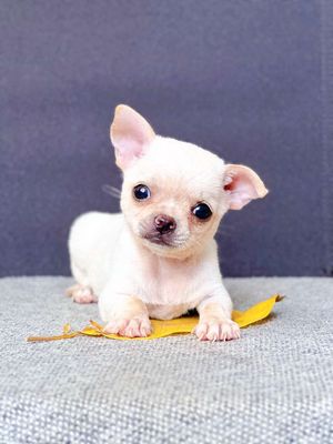 Chihuahua  đực