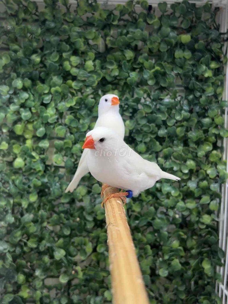 Chim manh manh. Mua bán Chim tại Thị xã Bến Cát Bình Dương được đăng bởi Nghĩa Finch hình 1