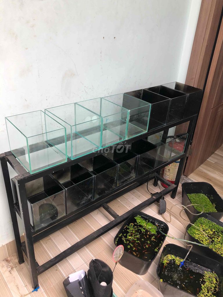 Mình chuyển trọ nên cần thanh lý dụng cụ nuôi cá