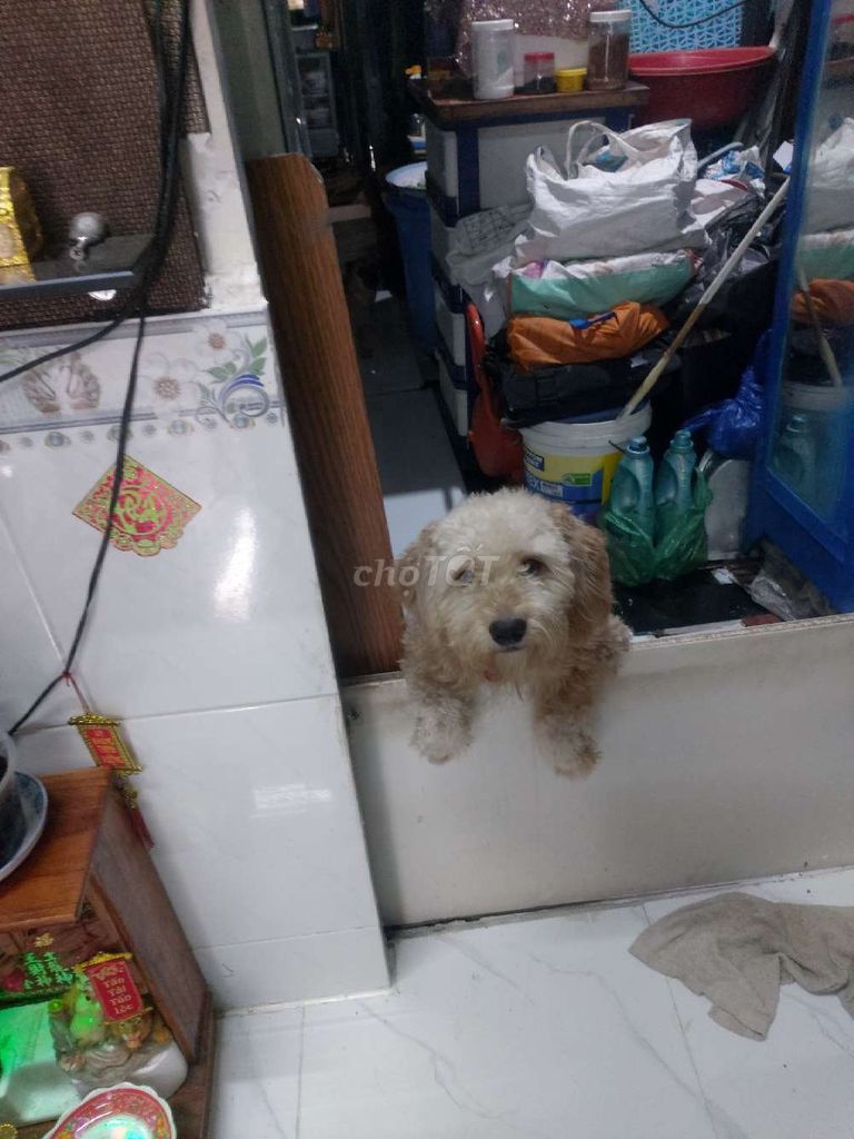 2 bé cún lai 1 bé lai nhật cái,1 bé lai poodle đực