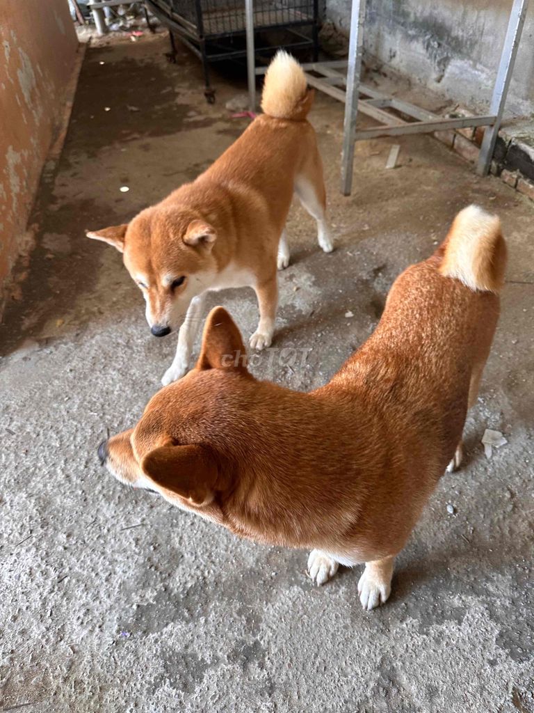 Chó Shiba Inu Đực, Cái. Mua bán Chó tại Thành phố Rạch Giá Kiên Giang được đăng bởi Phong Anh hình 1