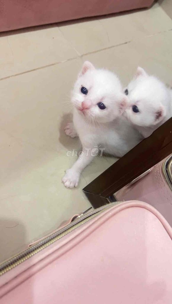 Mèo Lông ngắn Nhỏ nhắn Trắng. Mua bán Mèo tại Thành phố Buôn Ma Thuột Đắk Lắk được đăng bởi quỳnh như  hình 1