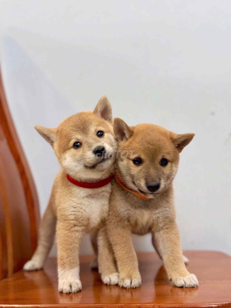 Chó Shiba Inu Nhật Bản Nhà Đẻ Chất Lượng Cao. Mua bán Chó tại Quận 3 Tp Hồ Chí Minh được đăng bởi Alex Hoang hình 1
