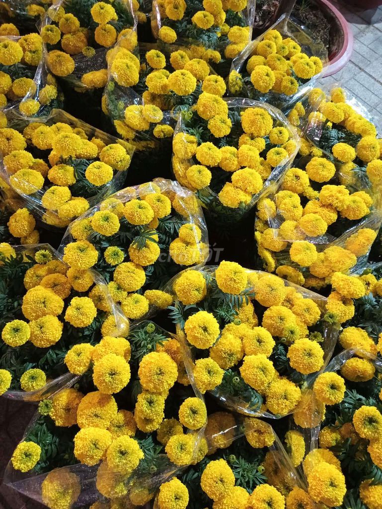 Bông Thọ Làm tại vườn nhà. Mua bán Cây cảnh, đồ trang trí tại Huyện Hòa Thành Tây Ninh được đăng bởi Thuy Dung hình 1