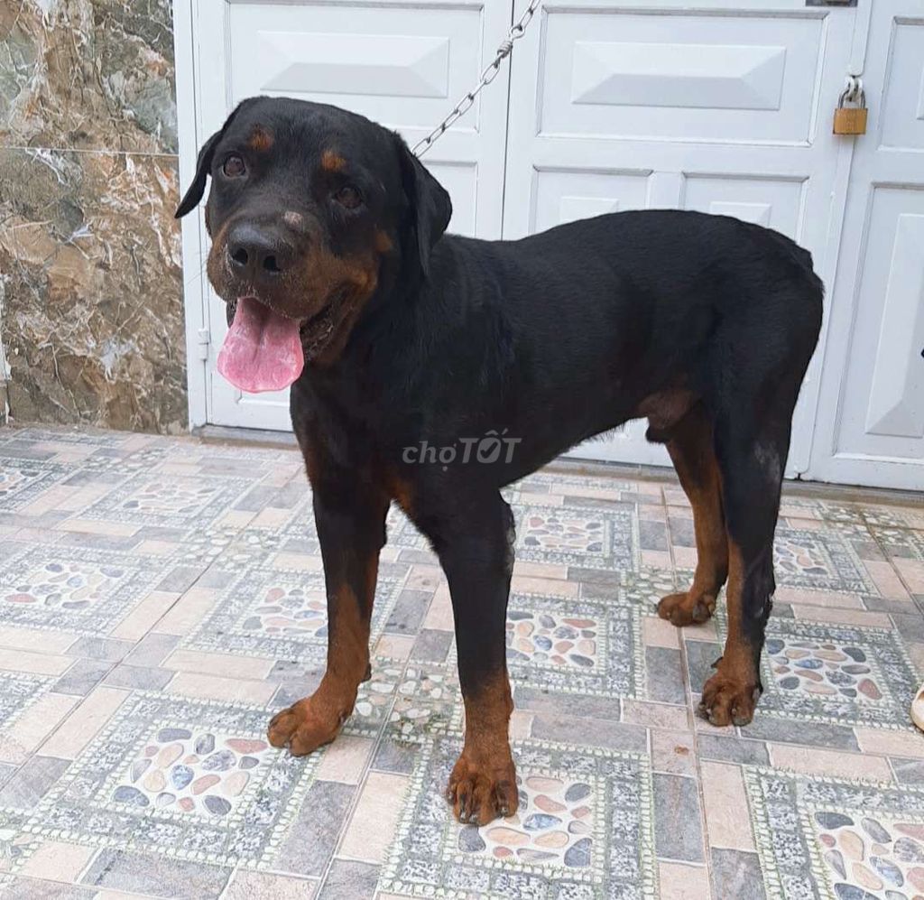 0782775638 - chó rottweiler ( Đực )