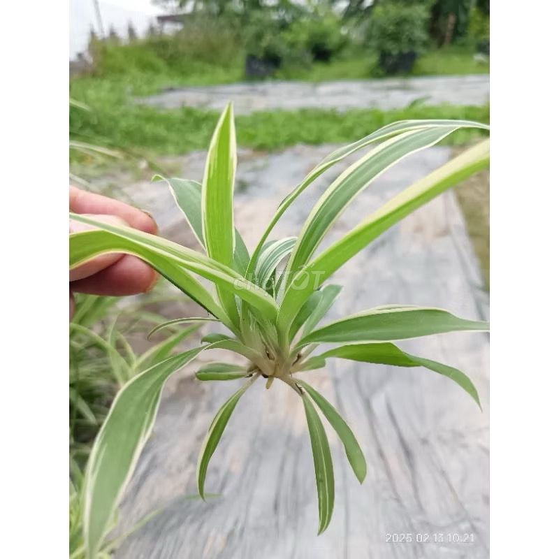 CỎ LAN CHI ( giỏ treo xinh xinh )