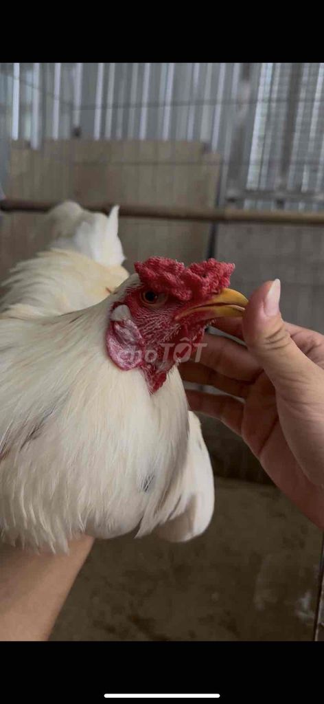 Gà chọi Nòi thái mỹ việt Trống. Mua bán Gà tại Quận Ô Môn Cần Thơ được đăng bởi Vỹ hình 1