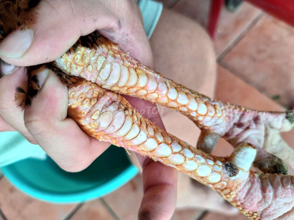 Gà vàng 3kg6