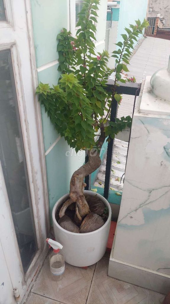 Chậu hoa giấy. Mua bán Cây cảnh, đồ trang trí tại Huyện Hóc Môn Tp Hồ Chí Minh được đăng bởi Trung hình 1