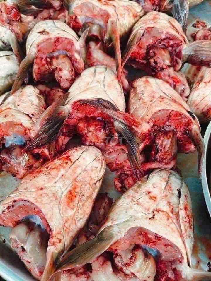 Đầu cá lóc có ruột. Mua bán Đồ ăn, thực phẩm và các loại khác tại Thành phố Thuận An Bình Dương được đăng bởi Minh hình 1