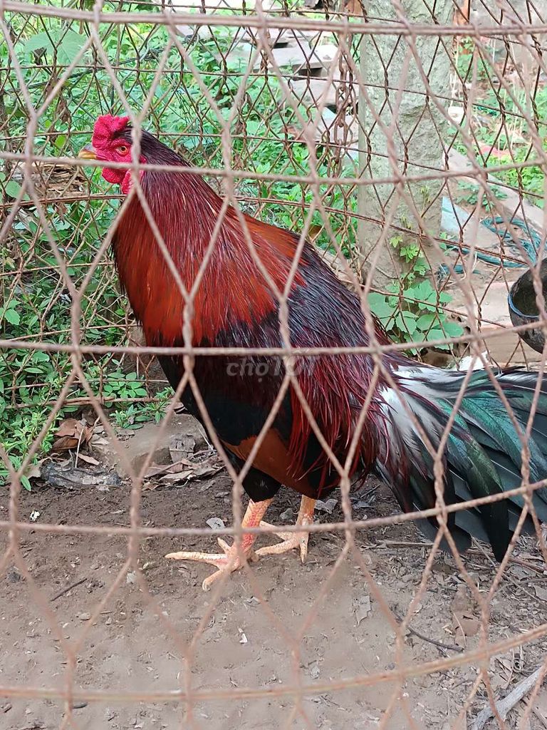 Gà Đỏ đen Đực 2.7kg. Mua bán Gà tại Thành phố Long Xuyên An Giang được đăng bởi công sinh hình 1