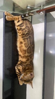 Bán gấp mèo bengal cái đang bầu