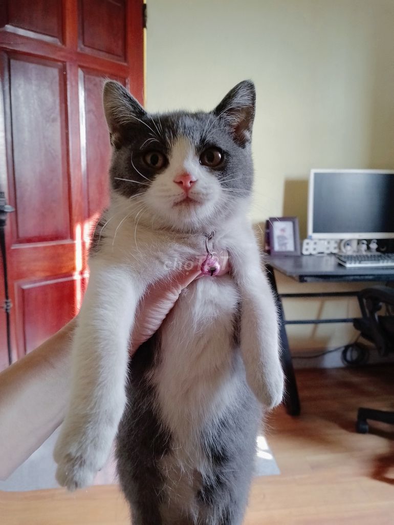 Mèo Anh lông ngắn Bicolor 1 tuổi đã tiêm. Mua bán Mèo tại Huyện Thuận Thành Bắc Ninh được đăng bởi Nguyễn Văn Hợp hình 1