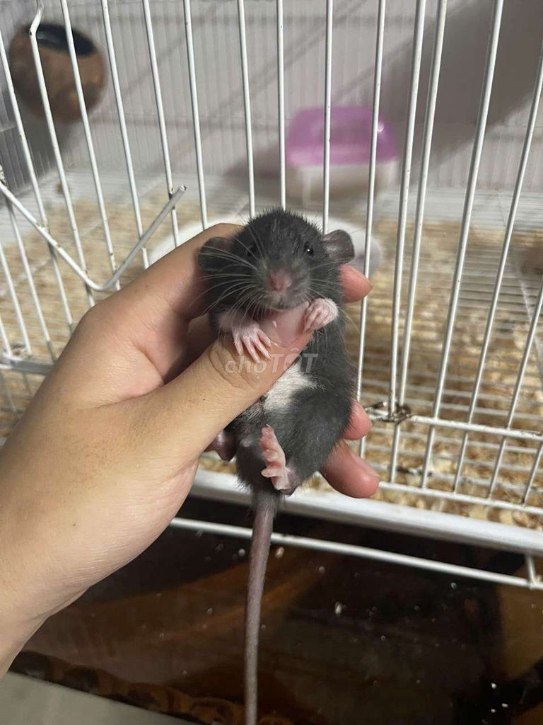 Dumbo Rat có yếm. Mua bán Thú cưng khác tại Thành phố Thủ Dầu Một Bình Dương được đăng bởi Nguyễn Nguyễn hình 1