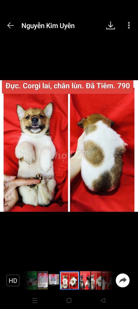 Corgi chihuahua phú quốc lai đã tiêm vài trăm.. Mua bán Chó tại Huyện Hóc Môn Tp Hồ Chí Minh được đăng bởi fb NH Táo bán điện thoại và chó mèo có ship hình 6