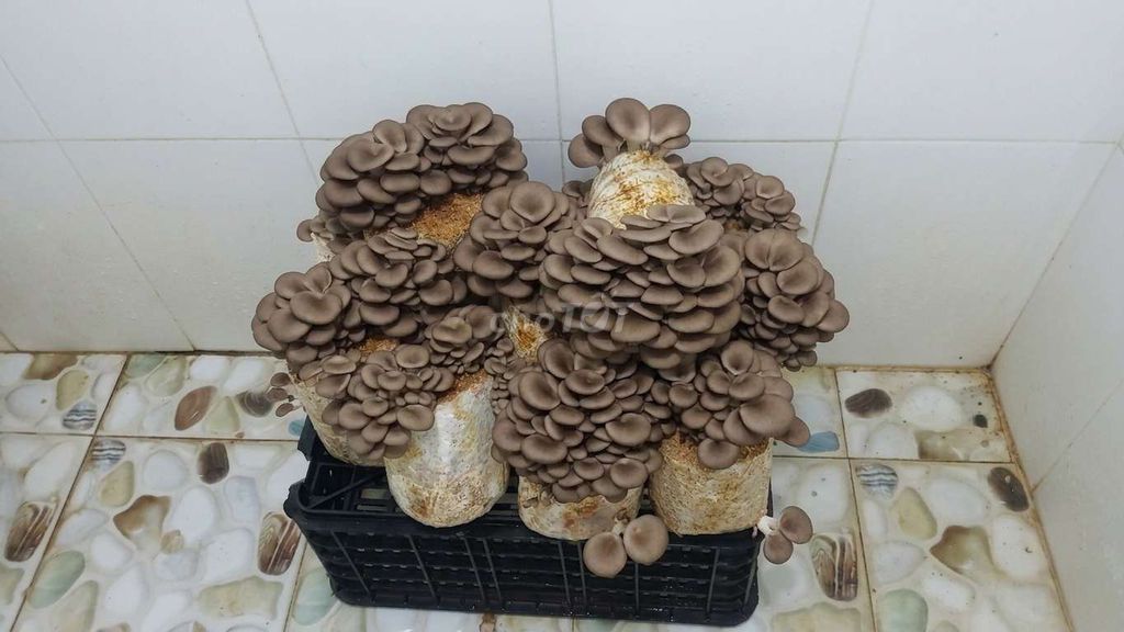 Nấm bào ngư tươi ngon. Mua bán Đồ ăn, thực phẩm và các loại khác tại Quận Ô Môn Cần Thơ được đăng bởi Shop hoài nhơn hình 1
