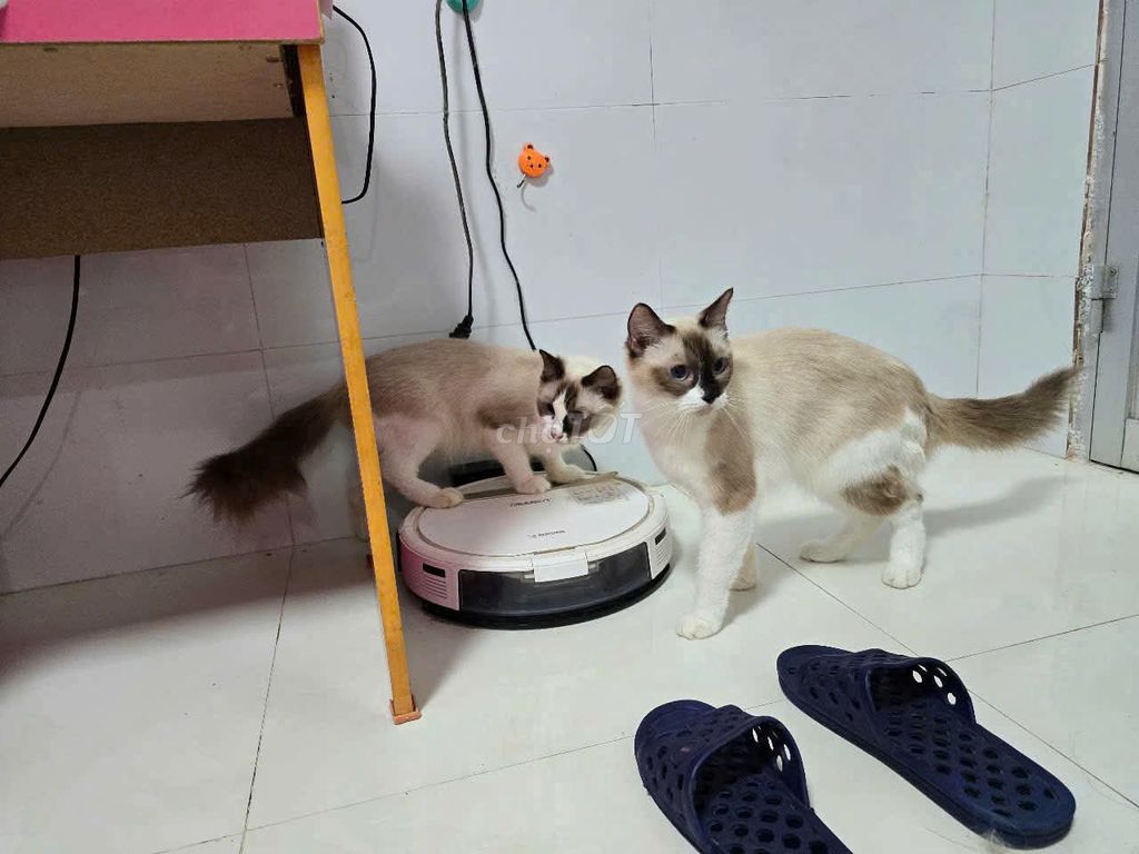 Mèo Snowshoe thân thiện. Mua bán Mèo tại Quận 12 Tp Hồ Chí Minh được đăng bởi Duy hình 1