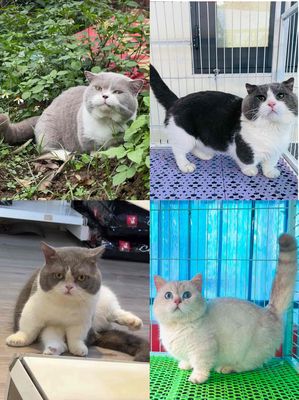 NHẬN PHỐI GIỐNG MÈO HCM. Mua bán Mèo tại Quận 11 Tp Hồ Chí Minh được đăng bởi Thanh Hý