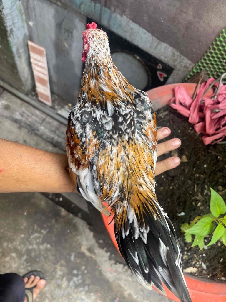 Gà trống 9 tháng 4 lạng đa dạng. Mua bán Gà tại Quận 7 Tp Hồ Chí Minh được đăng bởi lam the vinh hình 1