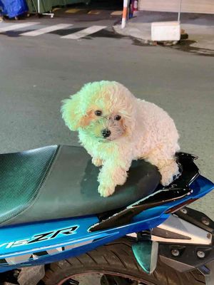 không có tg chăm cần tìm chủ mới. Mua bán Chó tại Thị xã Bến Cát Bình Dương được đăng bởi Nguyễn Quốc Huy