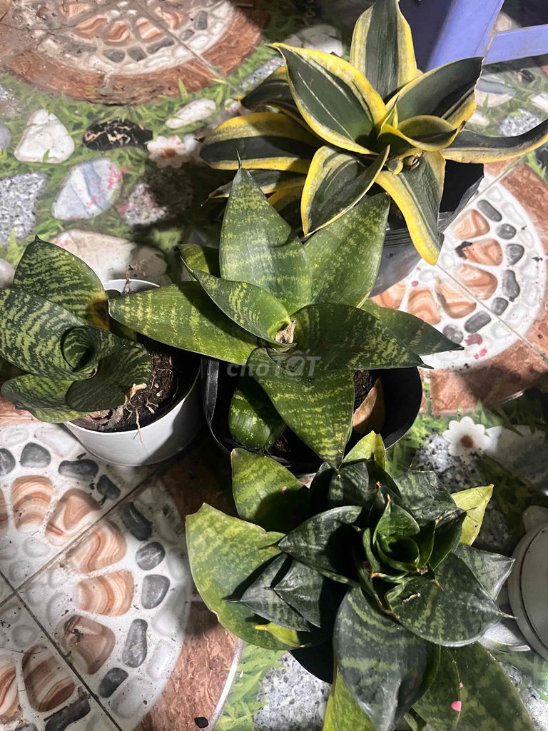 Cây Lưỡi hổ lưỡi mèo mini. Mua bán Cây cảnh, đồ trang trí tại Huyện Hóc Môn Tp Hồ Chí Minh được đăng bởi Út Trân hình 1