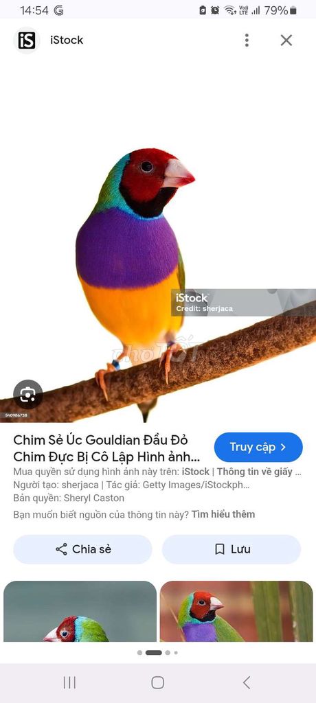 Đổi chim mái. Mua bán Chim tại Thành phố Thuận An Bình Dương được đăng bởi Nghị hình 1