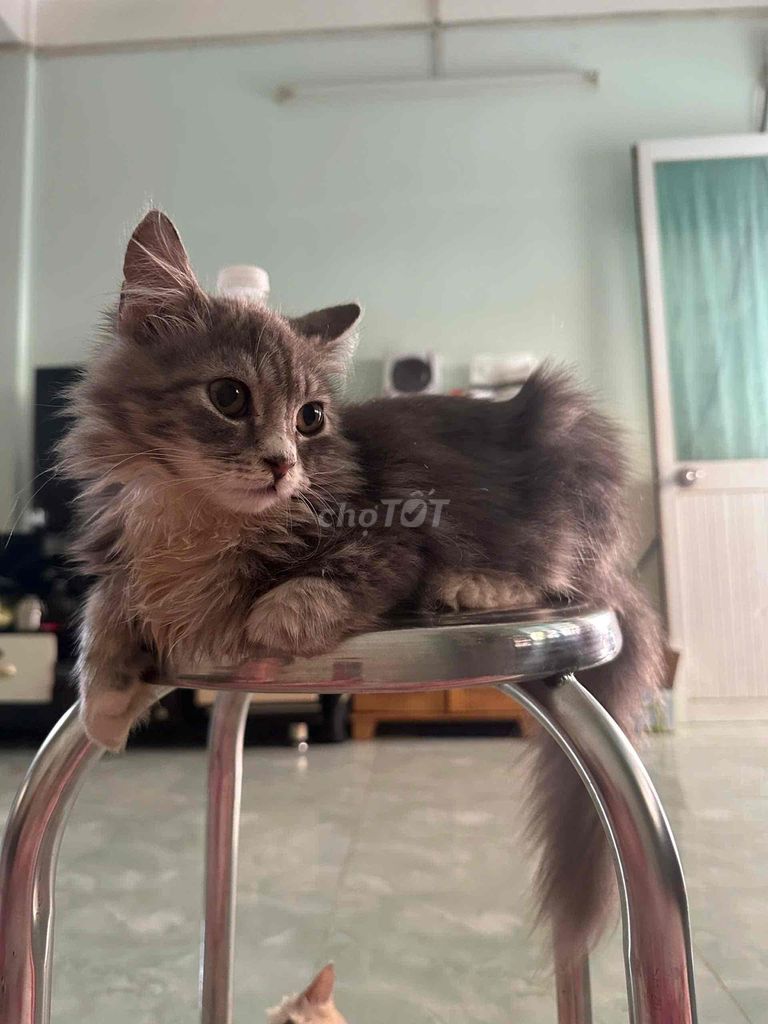 Mèo ALD Tabby nhà trồng form to