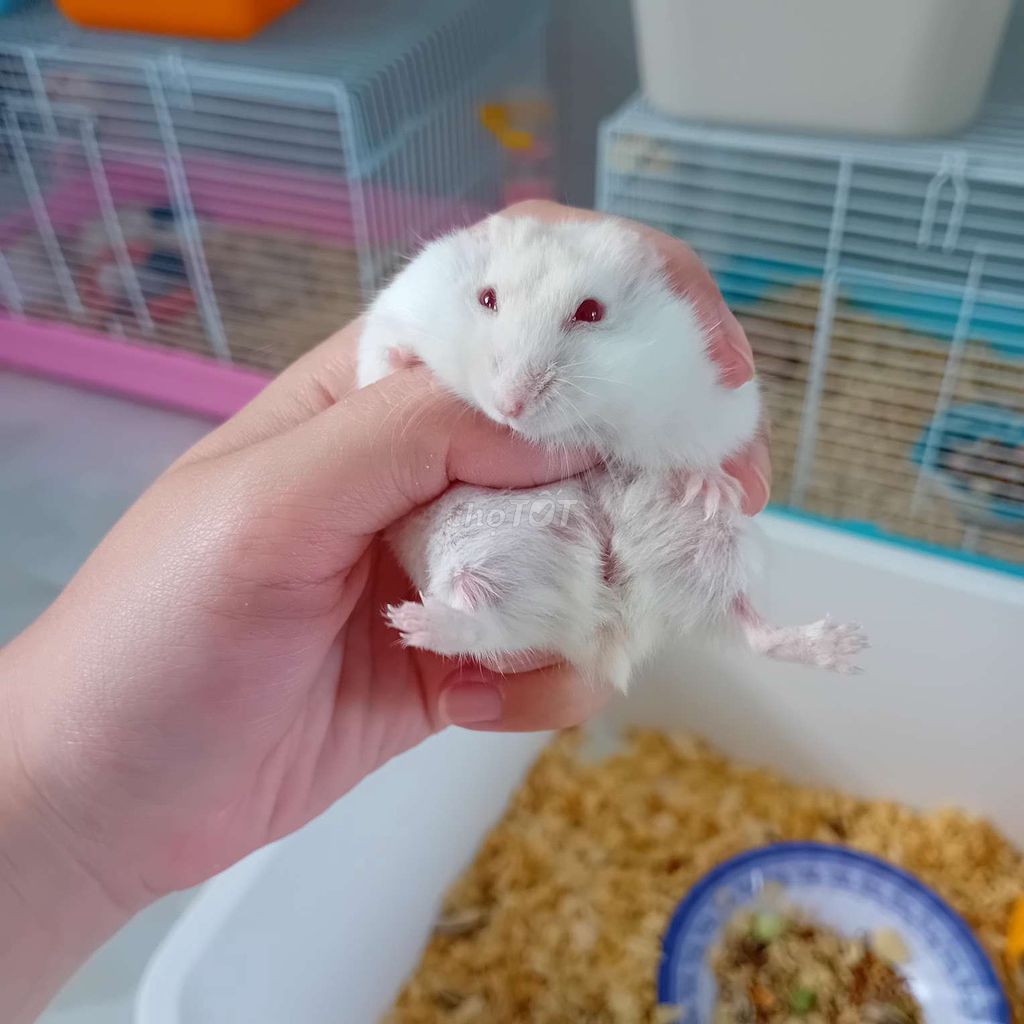 Chuột Hamster Winter White Trắng. Mua bán Thú cưng khác tại Quận Cái Răng Cần Thơ được đăng bởi Hammie Heamster hình 1