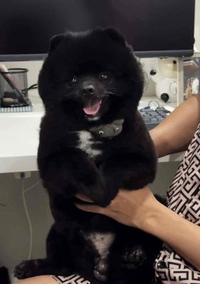 TÌM CHÓ LẠC - HẬU TẠ 10 TRIỆU. Mua bán Chó tại Thành phố Vũng Tàu Bà Rịa - Vũng Tàu được đăng bởi Nguyễn Xuân Đoàn