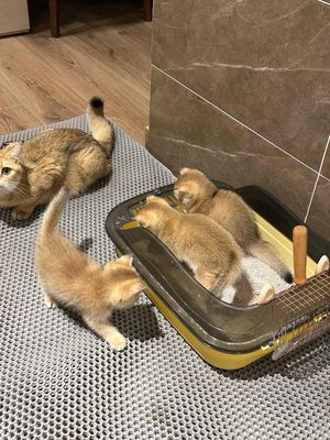 Mèo Golden Vàng Ny11, Ny12