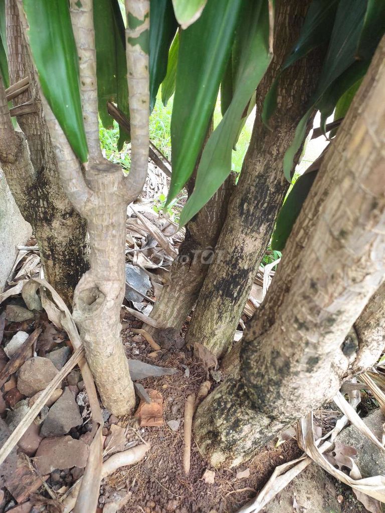 Cây phát tài  To. Mua bán Cây cảnh, đồ trang trí tại Thành phố Buôn Ma Thuột Đắk Lắk được đăng bởi Qp hình 1