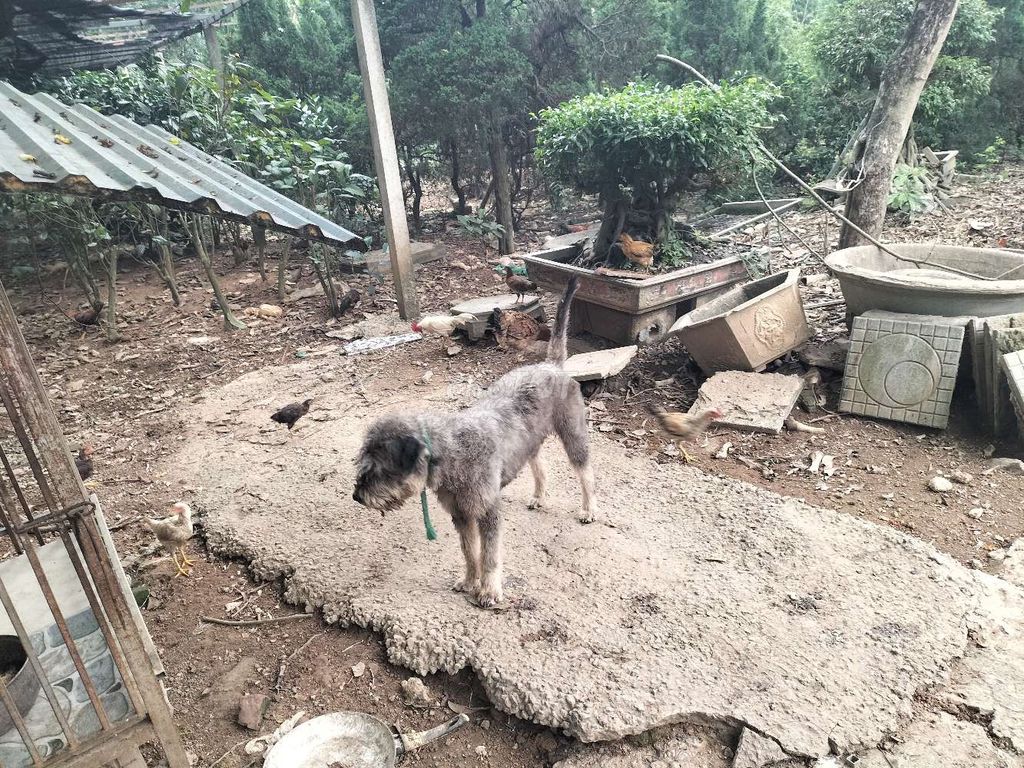 Chó Xám đã tiêm phòng. Mua bán Chó tại Huyện Lập Thạch Vĩnh Phúc được đăng bởi Uy Trần Hiệu hình 1