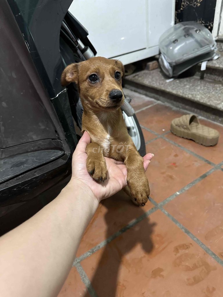 Chó nai phốc nâu đã tiêm phòng. Mua bán Chó tại Quận Hà Đông Hà Nội được đăng bởi Hiep hình 1