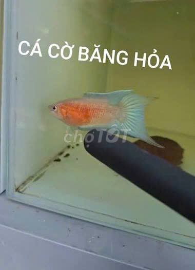 Cá Cờ Thủy Sinh. Mua bán Thú cưng khác tại Quận Long Biên Hà Nội được đăng bởi Đặng minh thắng hình 1