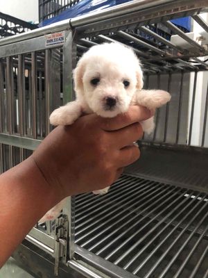 Chó Poodle trắng 45 ngày ba teacup mẹ tiny