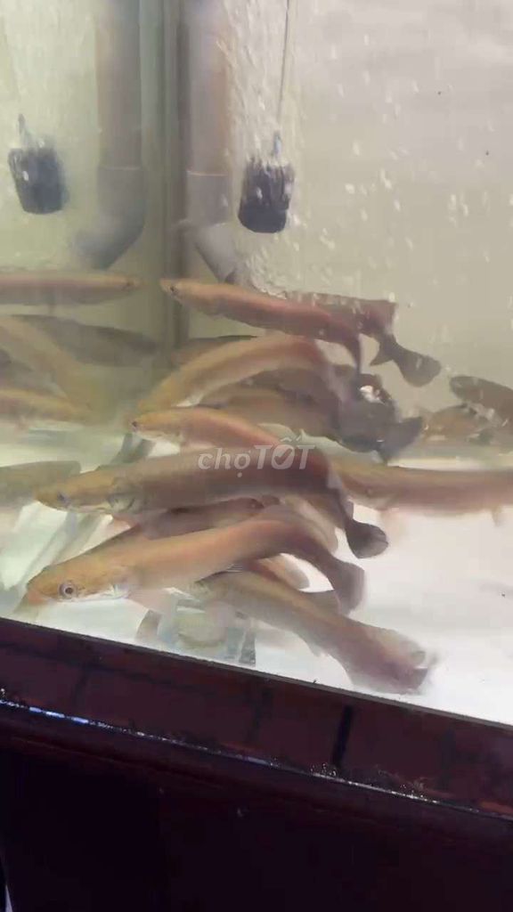 Cá hải tượng long lanh mini size 20-22cm. Mua bán Thú cưng khác tại Quận 12 Tp Hồ Chí Minh được đăng bởi hải tượng long giá rẻ hình 1