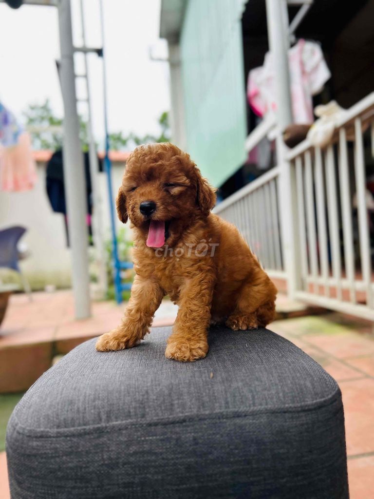 còn 1 e poodle đực hơn 2 tháng tuổi